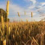 Texas Ag Commissioner Raises Red Flag On Smuggled Fungus Threat