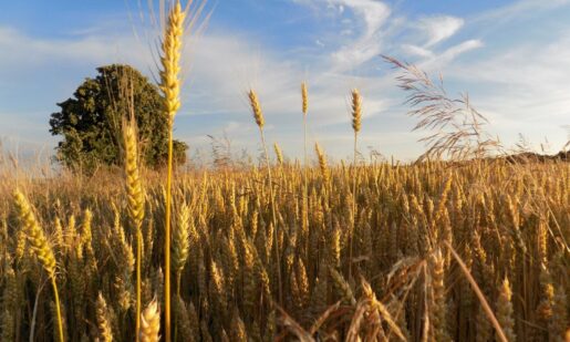 Texas Ag Commissioner Raises Red Flag On Smuggled Fungus Threat
