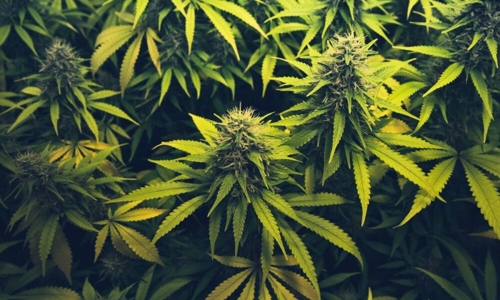 Metroplex Warehouses Busted For High-THC Hemp Products, 75,000 Pounds Taken