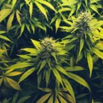 Metroplex Warehouses Busted For High-THC Hemp Products, 75,000 Pounds Taken