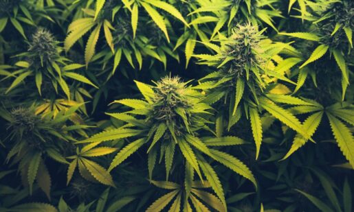 Metroplex Warehouses Busted For High-THC Hemp Products, 75,000 Pounds Taken