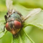 New World Screwworm Threatens Texas Agriculture