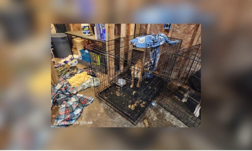 Animal Rescue Operator Charged With Cruelty, Neglect; 66 Animals Seized