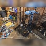 Animal Rescue Operator Charged With Cruelty, Neglect; 66 Animals Seized
