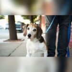 Dallas Animal Services Ranks Fourth Nationally With Record Shelter Adoptions