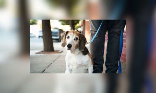 Dallas Animal Services Ranks Fourth Nationally With Record Shelter Adoptions