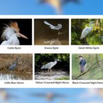 Herons Cause Stir In North Texas Neighborhood During Nesting Season