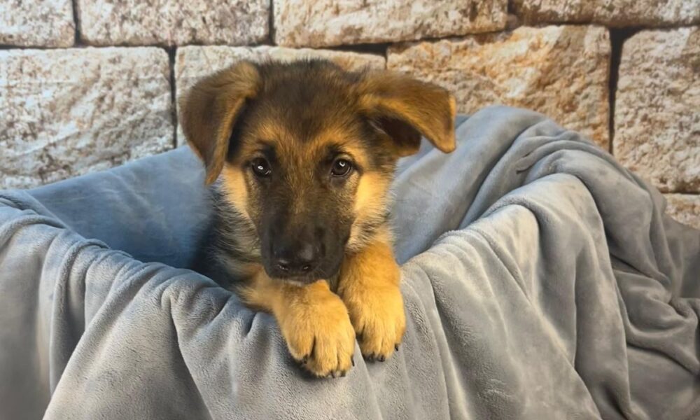 McKinney Police Seek Suspect In Theft Of German Shepherd Puppy
