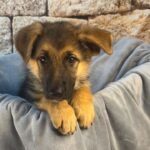 McKinney Police Seek Suspect In Theft Of German Shepherd Puppy