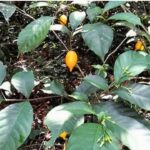 Gov. Abbott Signs Law Funding Ibogaine Research For Veterans’ Mental Health