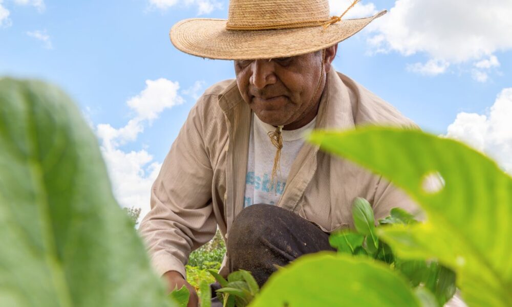 Trump Hints At Immigration Policy Shift To Protect Farmers In America