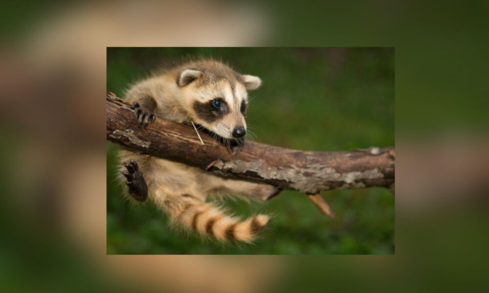 North Texas Wildlife Center Faces Closure, Given 60 Days To Relocate