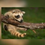 North Texas Wildlife Center Faces Closure, Given 60 Days To Relocate