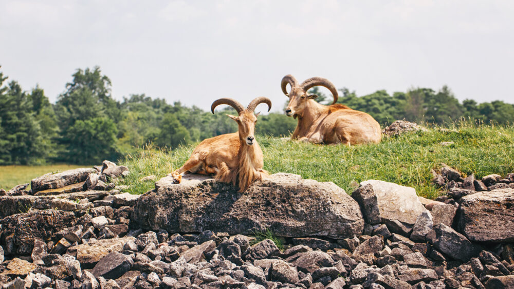 Barbary Sheep Added to Texas Helicopter Hunting List