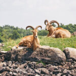 Barbary Sheep Added to Texas Helicopter Hunting List