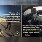 Dallas Officers Rescue Dog and Kitten From Local Highways