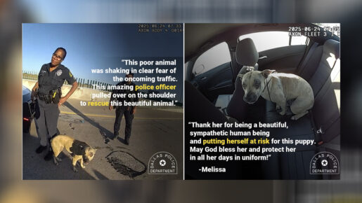 Dallas Officers Rescue Dog and Kitten From Local Highways