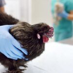 CDC Declares End To Bird Flu Emergency As Cases Decline