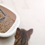 Purr-fect Trap: Denton Porch Pirates Sniff Out Cat Litter Surprise