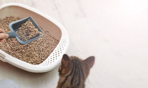 Purr-fect Trap: Denton Porch Pirates Sniff Out Cat Litter Surprise
