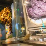 Newly Renovated Perot Museum Targeted In Burglary, Man Detained