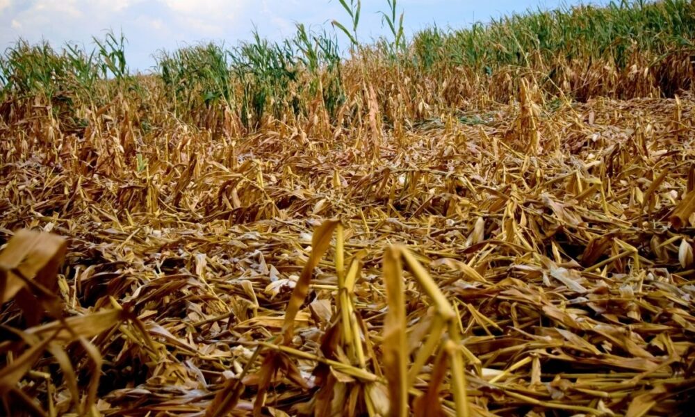 USDA Unleashes First Stage Of $16 Billion Disaster Aid For 2023-24 Crop Losses