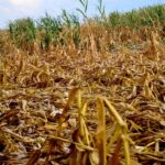USDA Unleashes First Stage Of $16 Billion Disaster Aid For 2023-24 Crop Losses