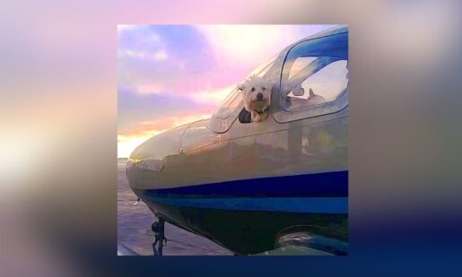 ‘Wings Of Rescue’ Delivers Homeless Pets To North Texas After Devastating Floods