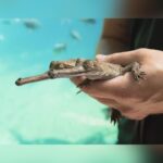 Critically Endangered Gharial Crocodiles Hatch At Fort Worth Zoo