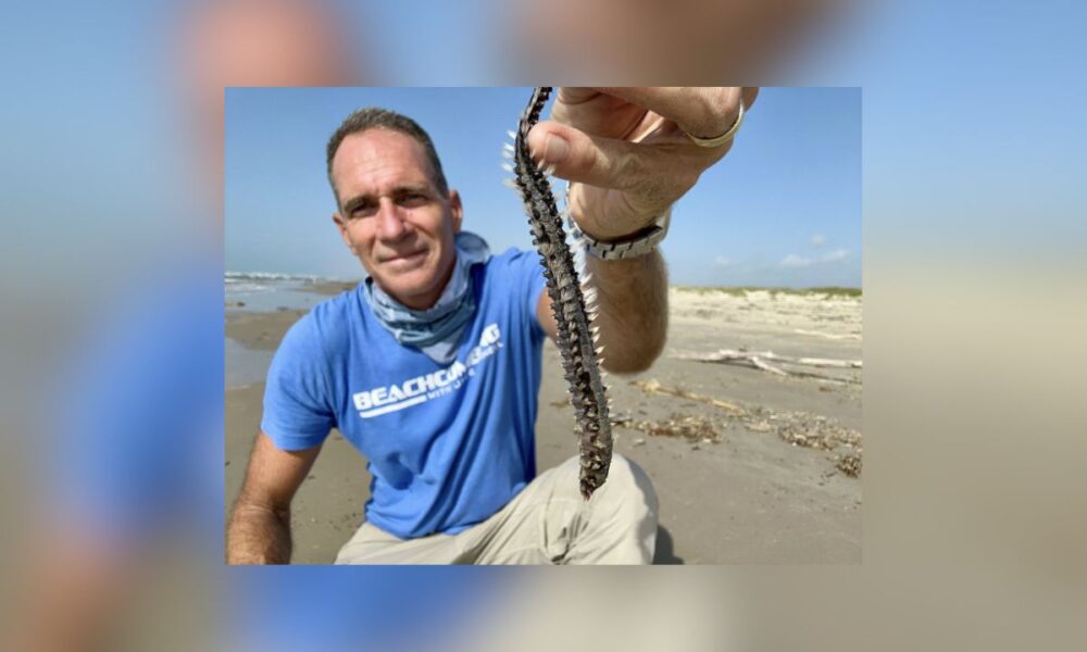 Texas Beachgoers Warned To Avoid Painful Fireworms Washing Ashore