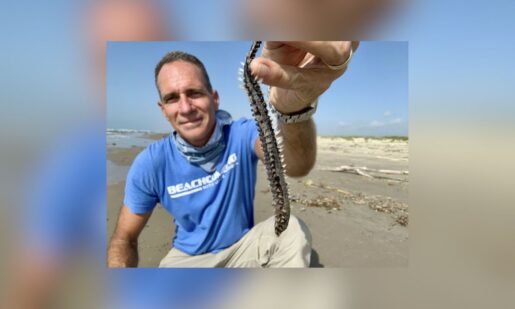 Texas Beachgoers Warned To Avoid Painful Fireworms Washing Ashore