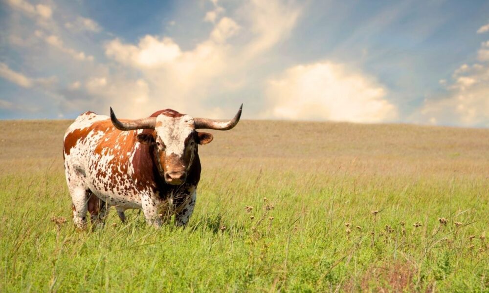 Can Texas’ New Law Stop Foreign Foes From Buying Our Land?