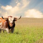 Can Texas’ New Law Stop Foreign Foes From Buying Our Land?