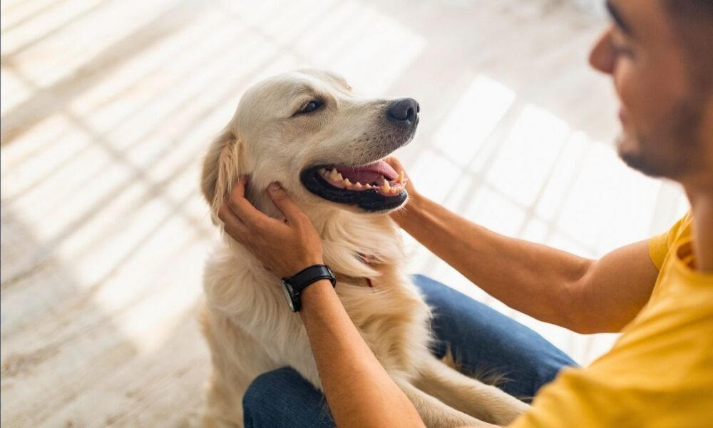 Dallas’ Rental Market Shines With Pet-Welcoming Vibes