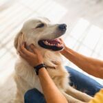 Dallas’ Rental Market Shines With Pet-Welcoming Vibes
