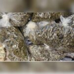 Dallas Drug Operation Yields THC, Adderall, Promethazine, Pistol, And More