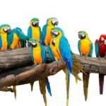 Polly Wanna Cross The Border? 20 Parrots Nabbed In Texas Smuggling Fiasco