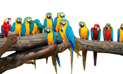 Polly Wanna Cross The Border? 20 Parrots Nabbed In Texas Smuggling Fiasco