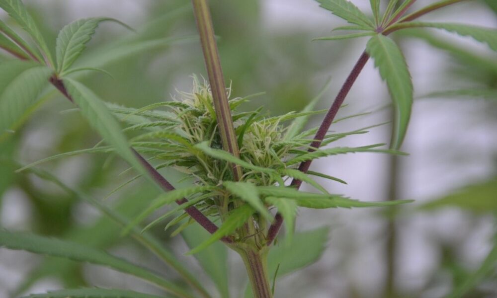 Special Session: Texas Targets Flood Recovery, THC Limits, And Redistricting