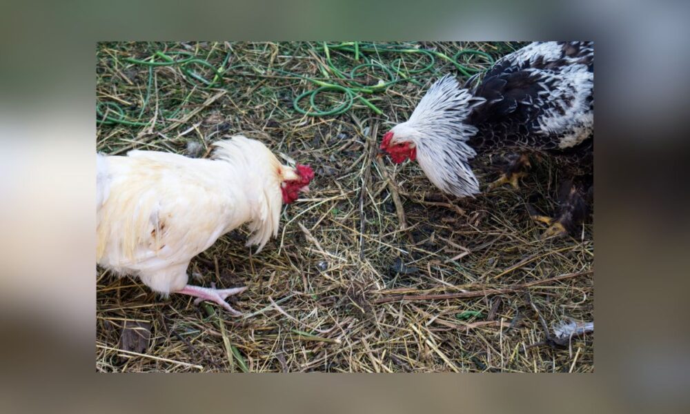 Massive Cockfight Busted In Texas: 25 Vehicles, Cash, And Roosters Confiscated