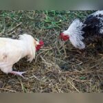 Massive Cockfight Busted In Texas: 25 Vehicles, Cash, And Roosters Confiscated