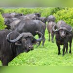 Oklahoma Farmer Killed By Water Buffalo One Day After Purchase