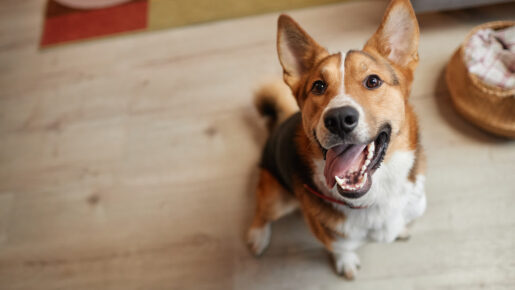 Dallas Animal Services Launches ‘Mission Pawsible’ Pet Adoption Drive