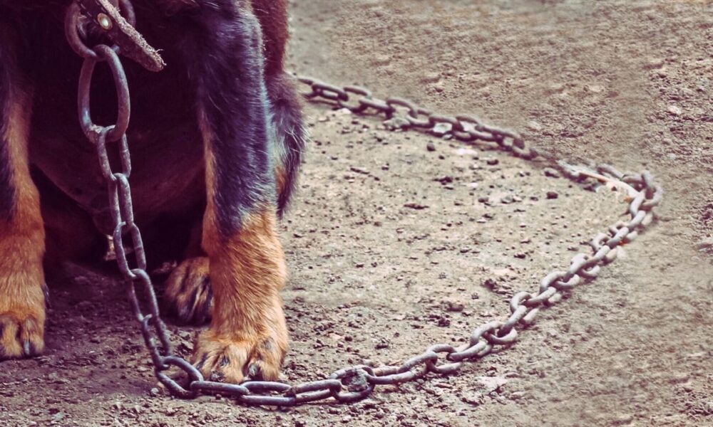 Dallas Detectives’ Horse Call Leads To Dog-Fighting Bust And Puppy Rescue