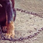 Dallas Detectives’ Horse Call Leads To Dog-Fighting Bust And Puppy Rescue