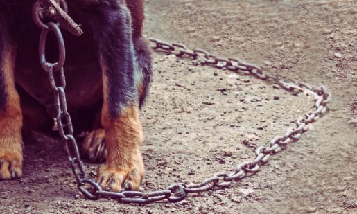 Dallas Detectives’ Horse Call Leads To Dog-Fighting Bust And Puppy Rescue