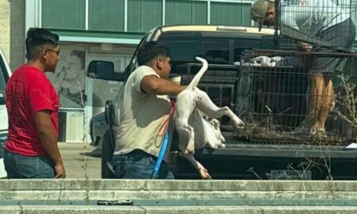 Dallas Animal Services Ignores Red Flags As Men Roughly Handle Newly Adopted Pit Bulls