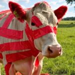 Texas Farmers To Congress: Stop Slaughtering Profits And Options With Red Tape