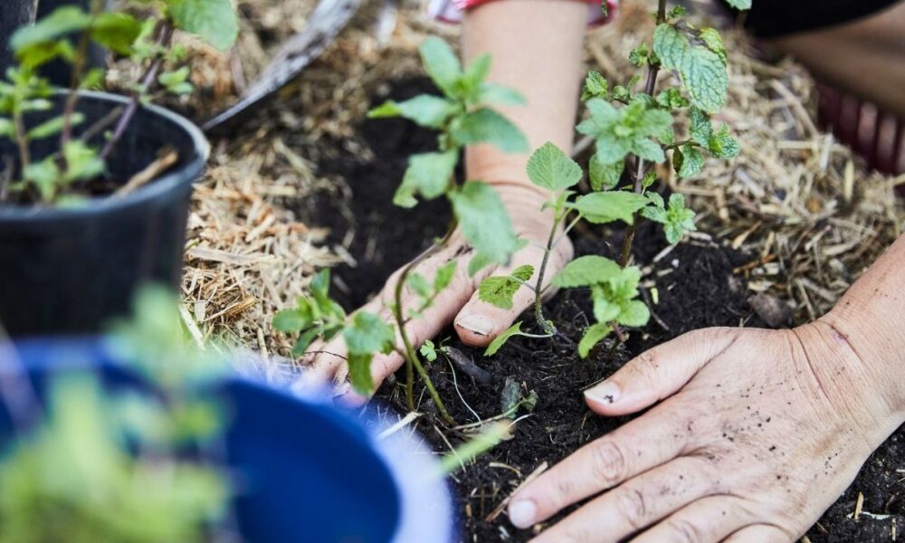 Elizabeth Dry Spills The Tea (And Squash) On Nutritious Eats Before ‘Okrapalooza’ Event