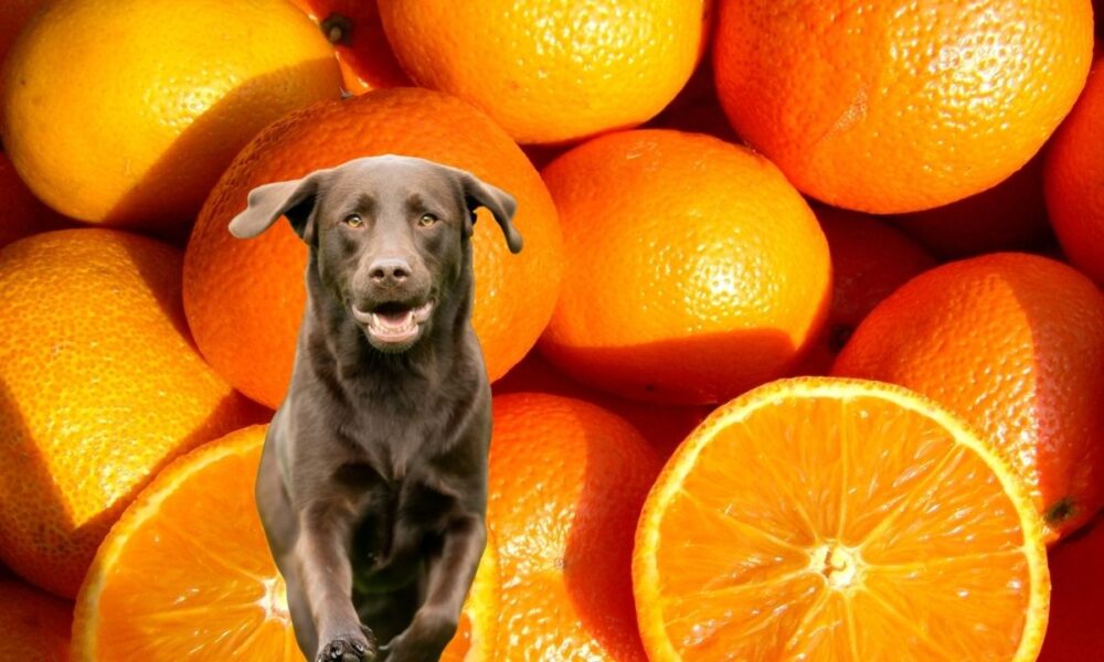 Project Orange And Project Labrador: North Texas’ Next Big Data Center Boom